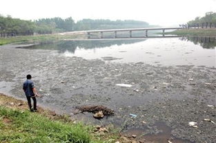 南沙河中漂浮着大量生活垃圾和腐烂水草等物,岸边出现大量死鱼....